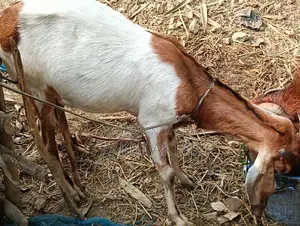 ছাগল বিক্রি হবে