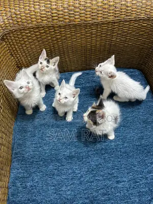 Persian Mixbreed Kitten