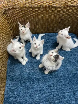 Persian Mixbreed Kitten