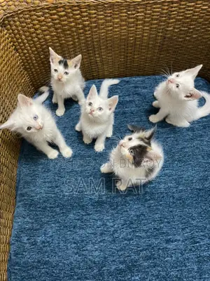 Persian Mixbreed Kitten