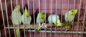 Lutino/Pearl Cockatiel