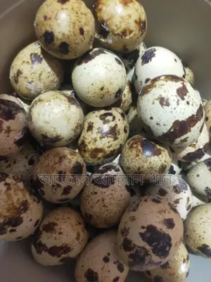 European Giant Coturnix Quail Hatching Eggs 🥚
