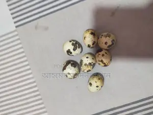 ইউরোপিয়ান জায়েন্ট কটনিক্স কোয়েল বীজ ডিম বিক্রয় 🥚