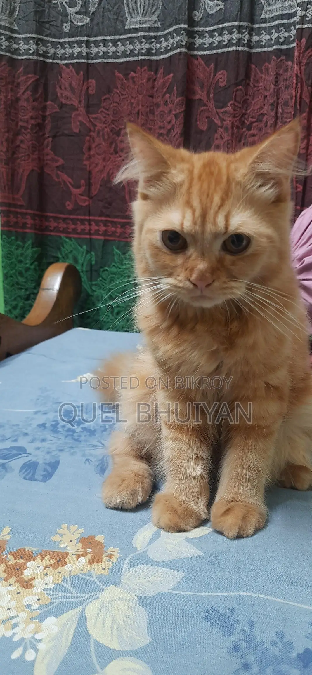 Persian Cat