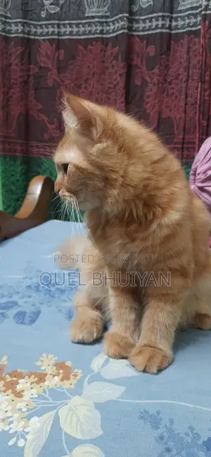 Persian Cat