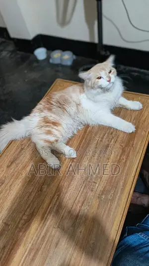 পার্সিয়ান মেল ক্যাট