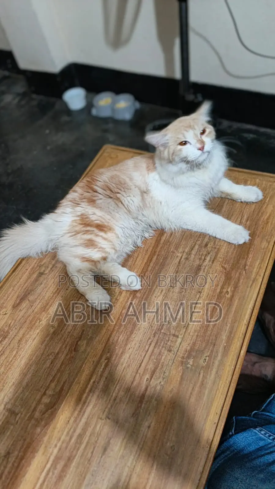 পার্সিয়ান মেল ক্যাট
