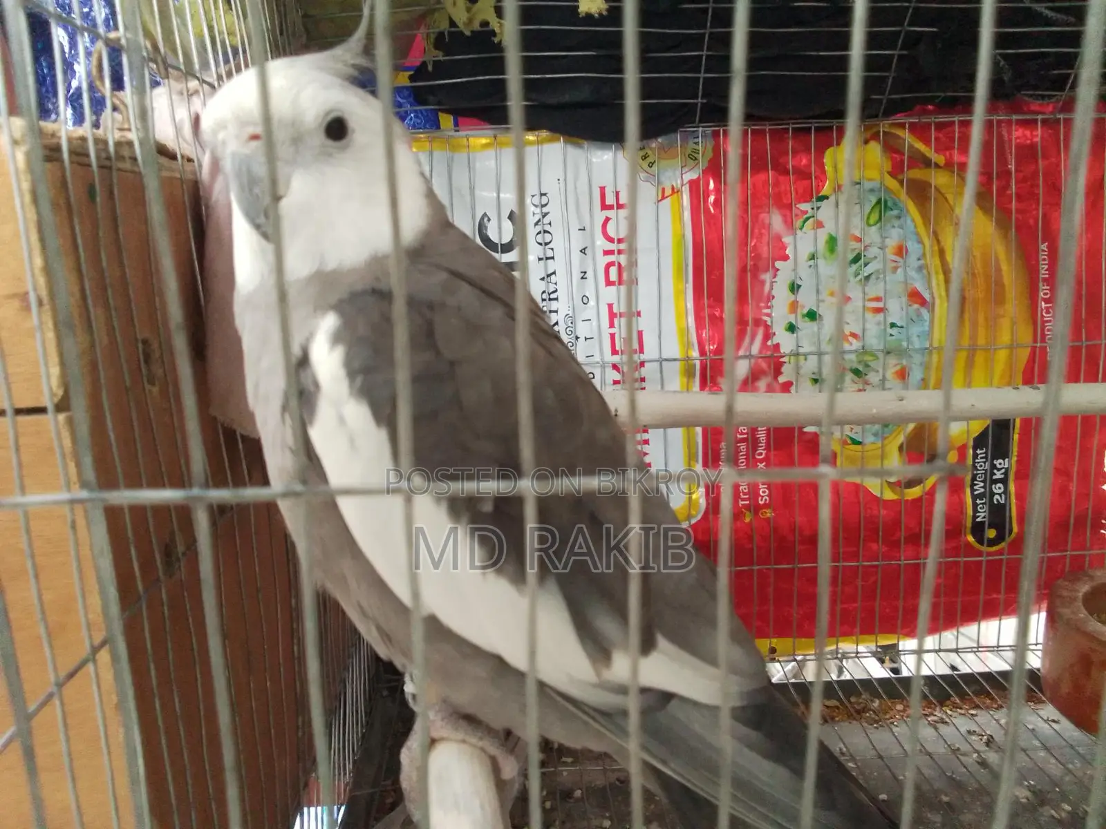১ পিস পূর্ণবয়স্ক পুরুষ ককাটেল পাখি