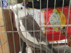 ১ পিস পূর্ণবয়স্ক পুরুষ ককাটেল পাখি