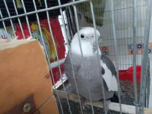 ১ পিস পূর্ণবয়স্ক পুরুষ ককাটেল পাখি