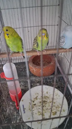 Six Budgies For Sale