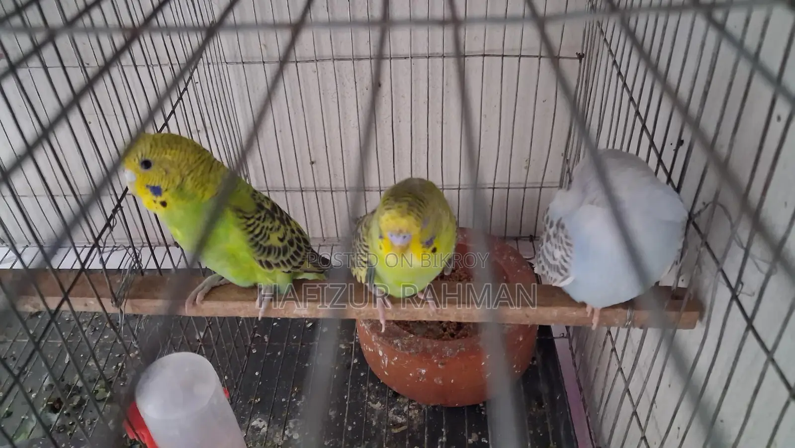 Six Budgies For Sale
