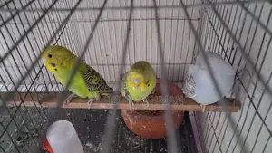 Six Budgies For Sale