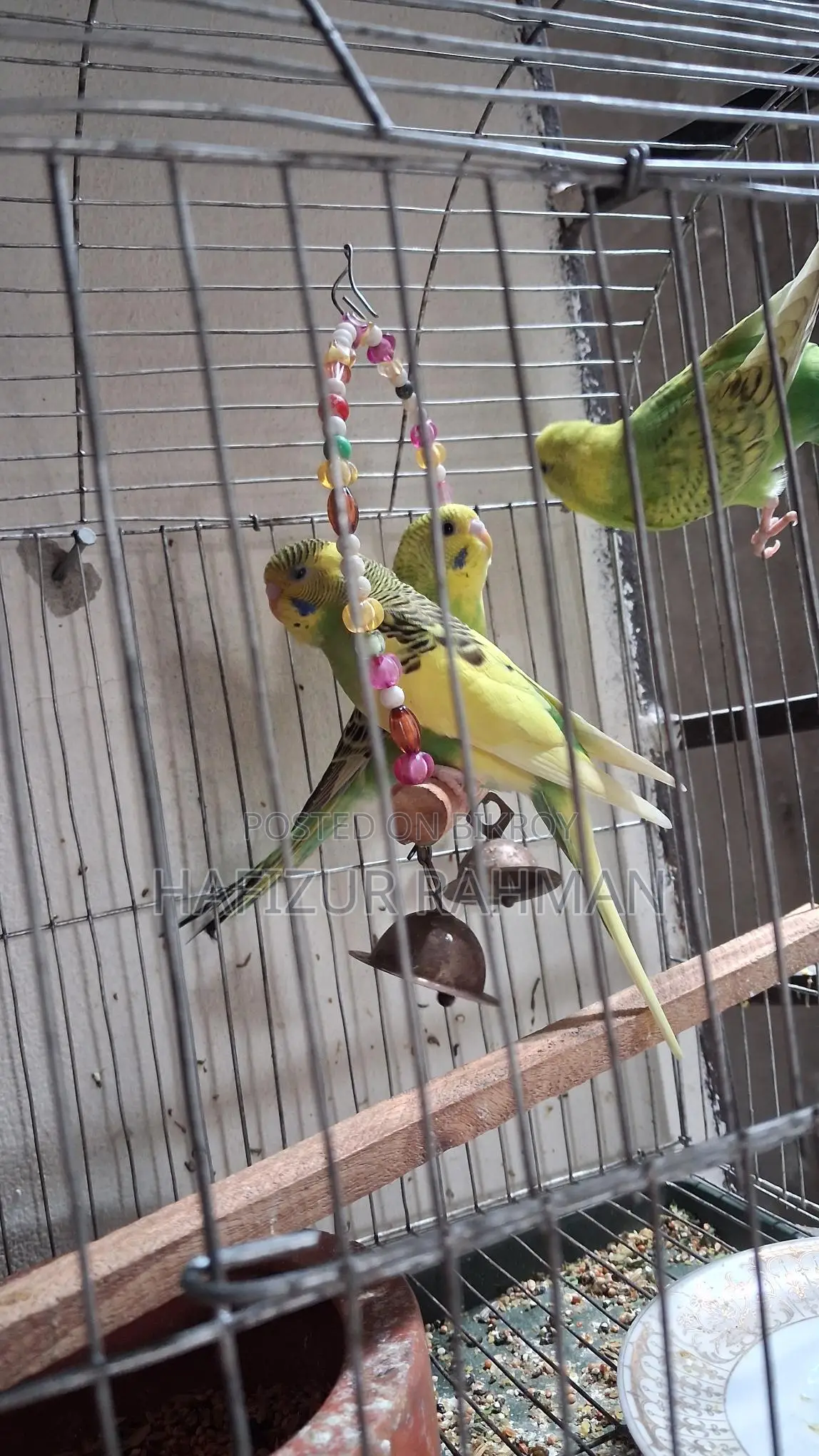 Six Budgies For Sale