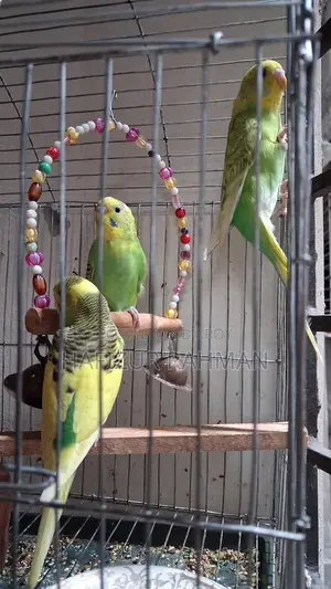 Six Budgies For Sale