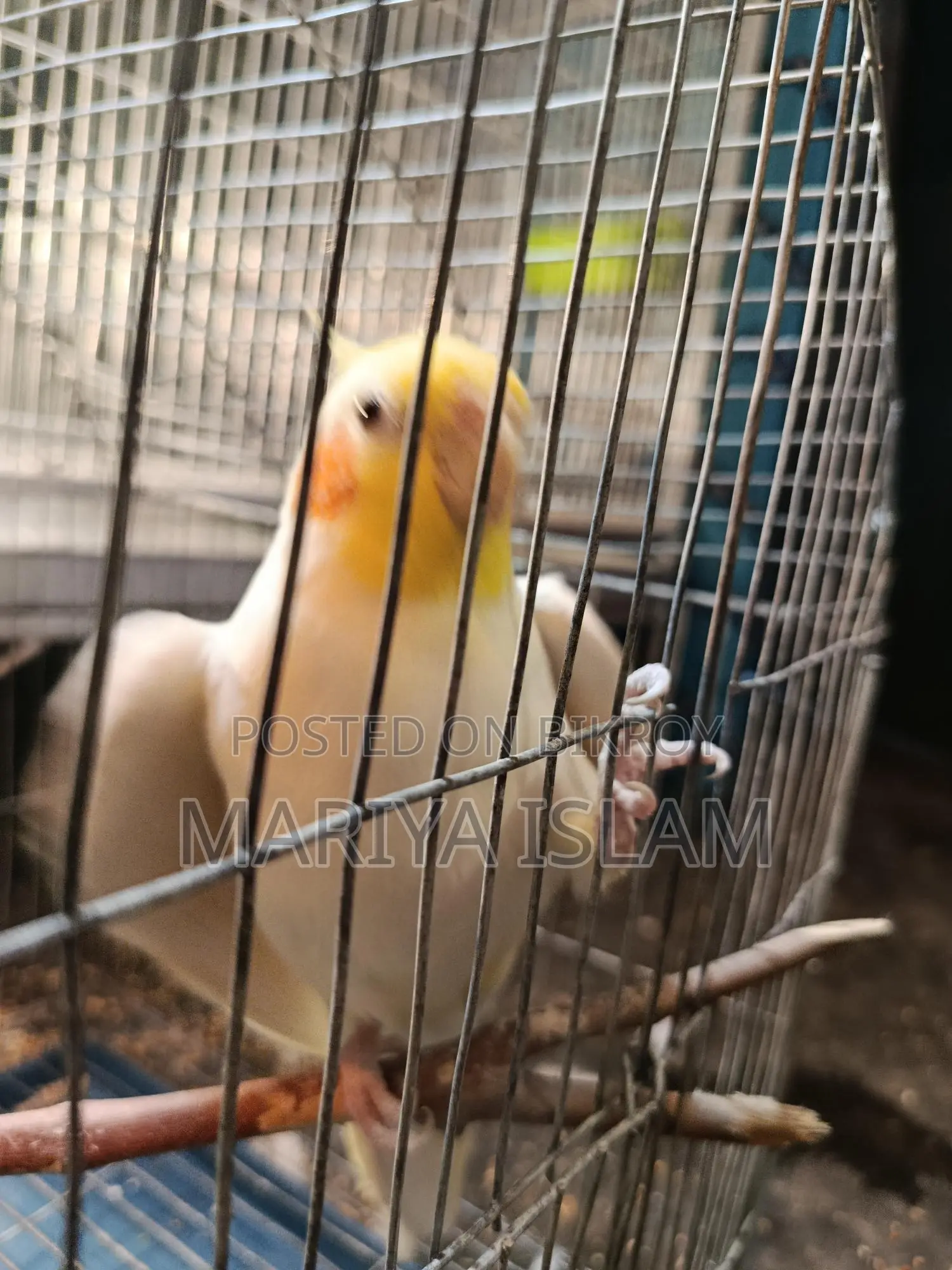 Cockatiel Bird
