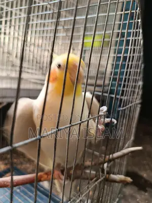 Cockatiel Bird