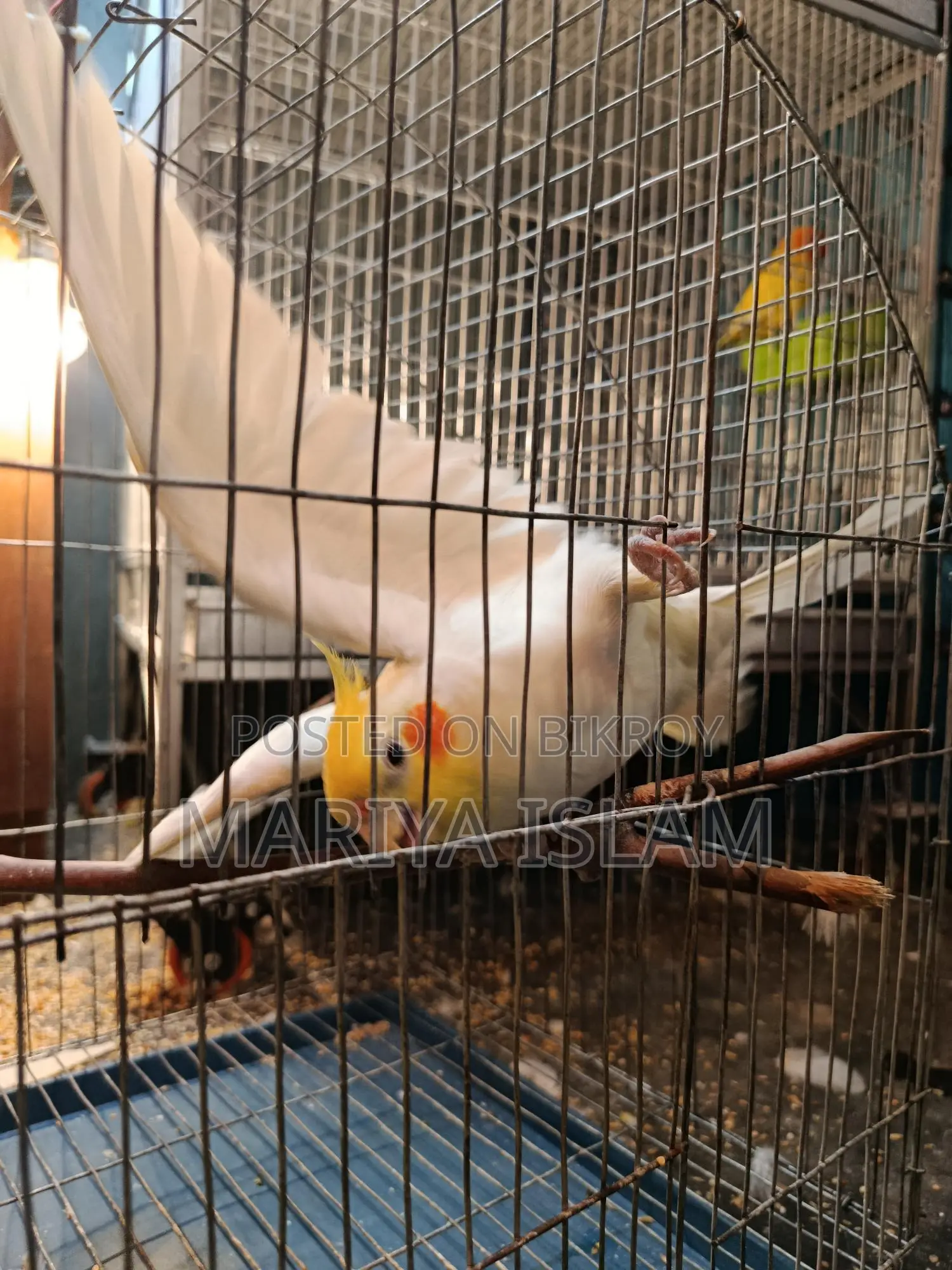 Cockatiel Bird