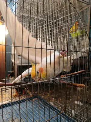 Cockatiel Bird