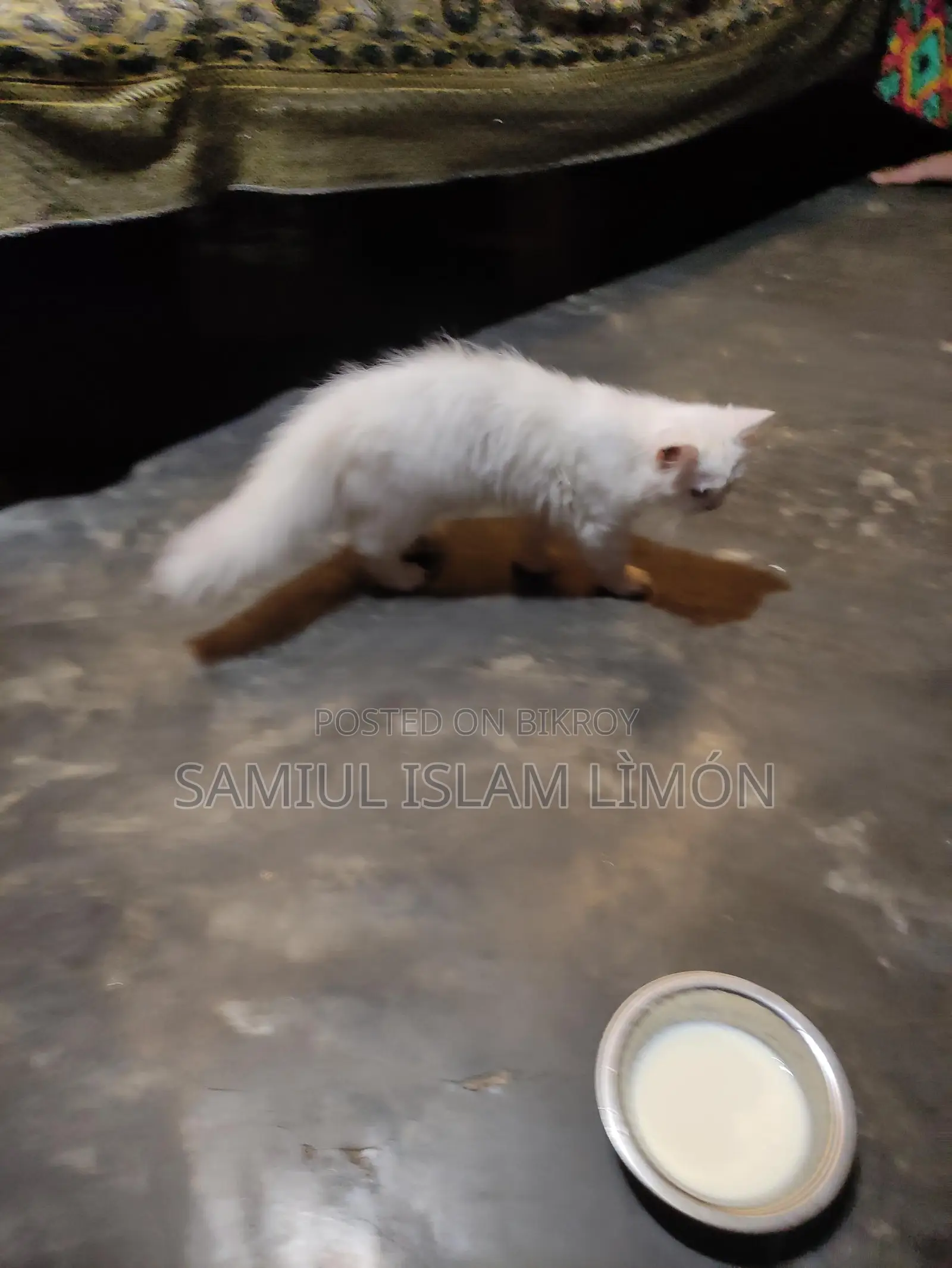 Persian cat