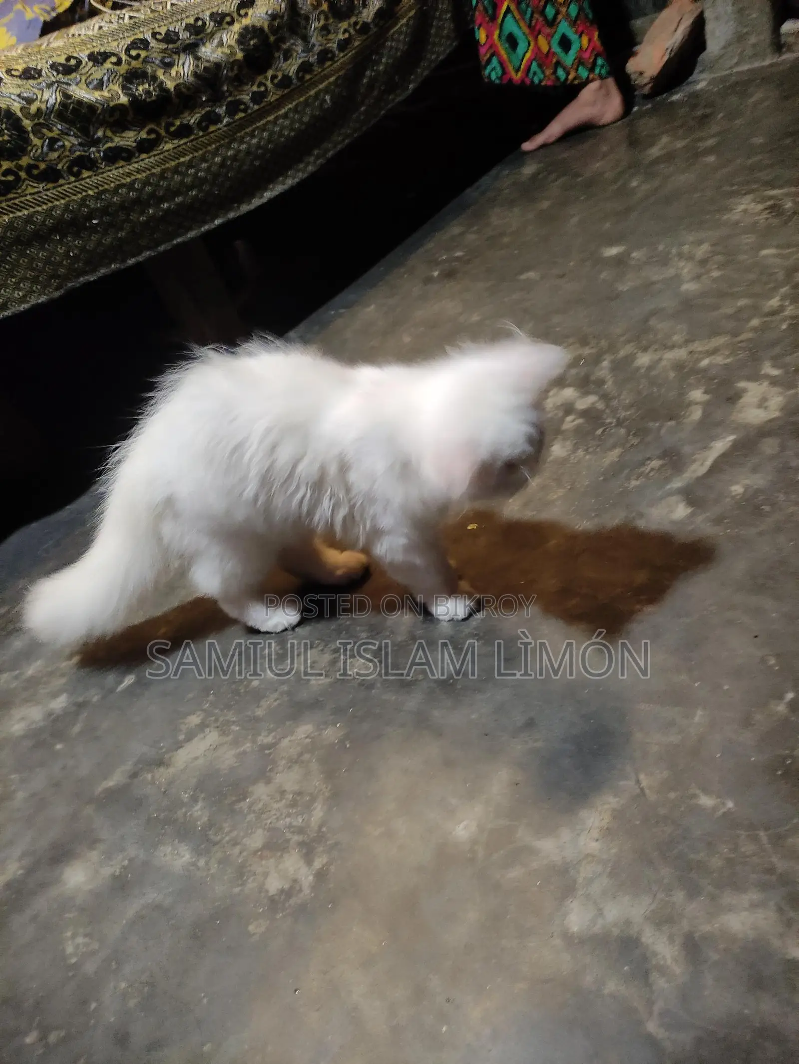 Persian cat