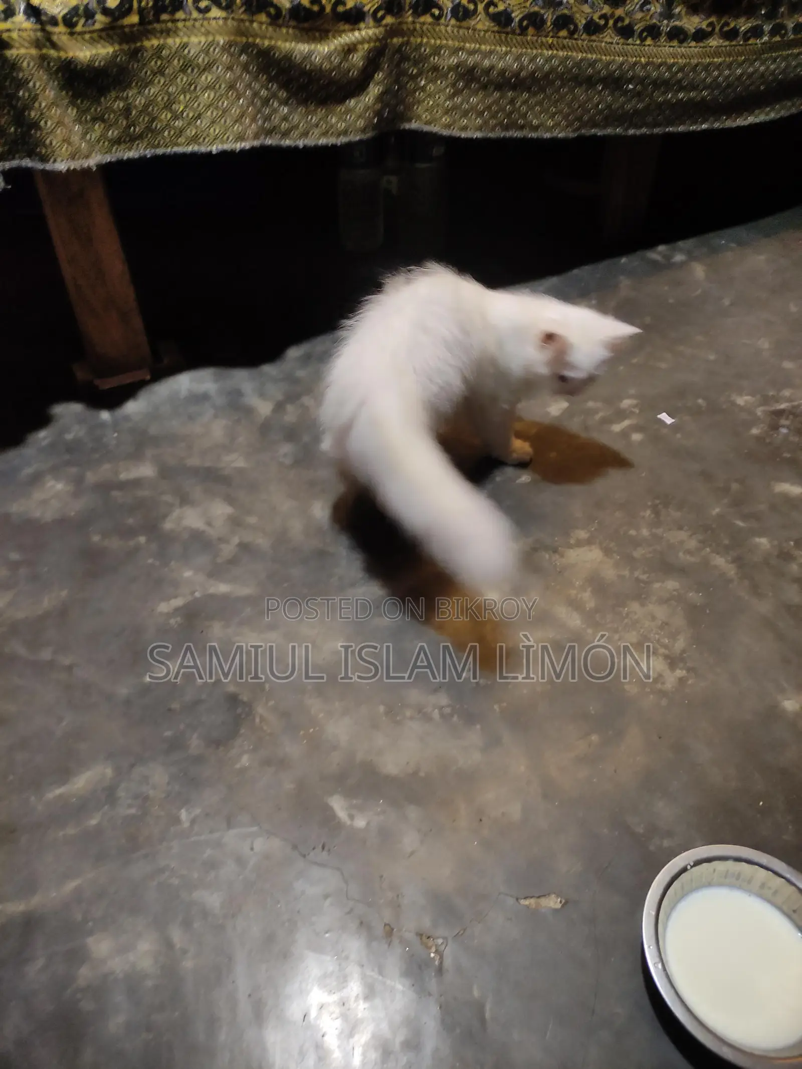 Persian cat