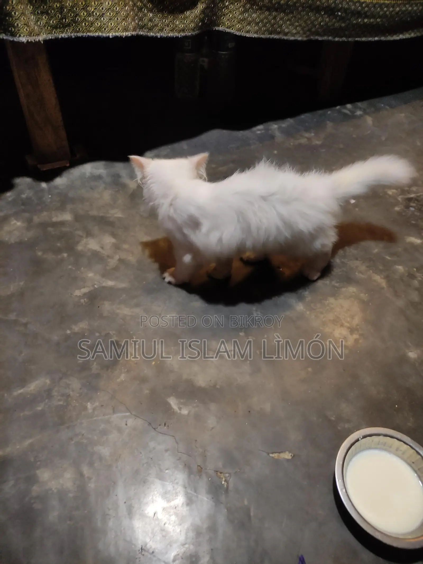 Persian cat