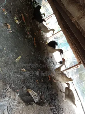 ডিম পাড়া চিনা হাঁস