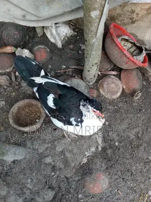 Egg-laying Chinese Ducks