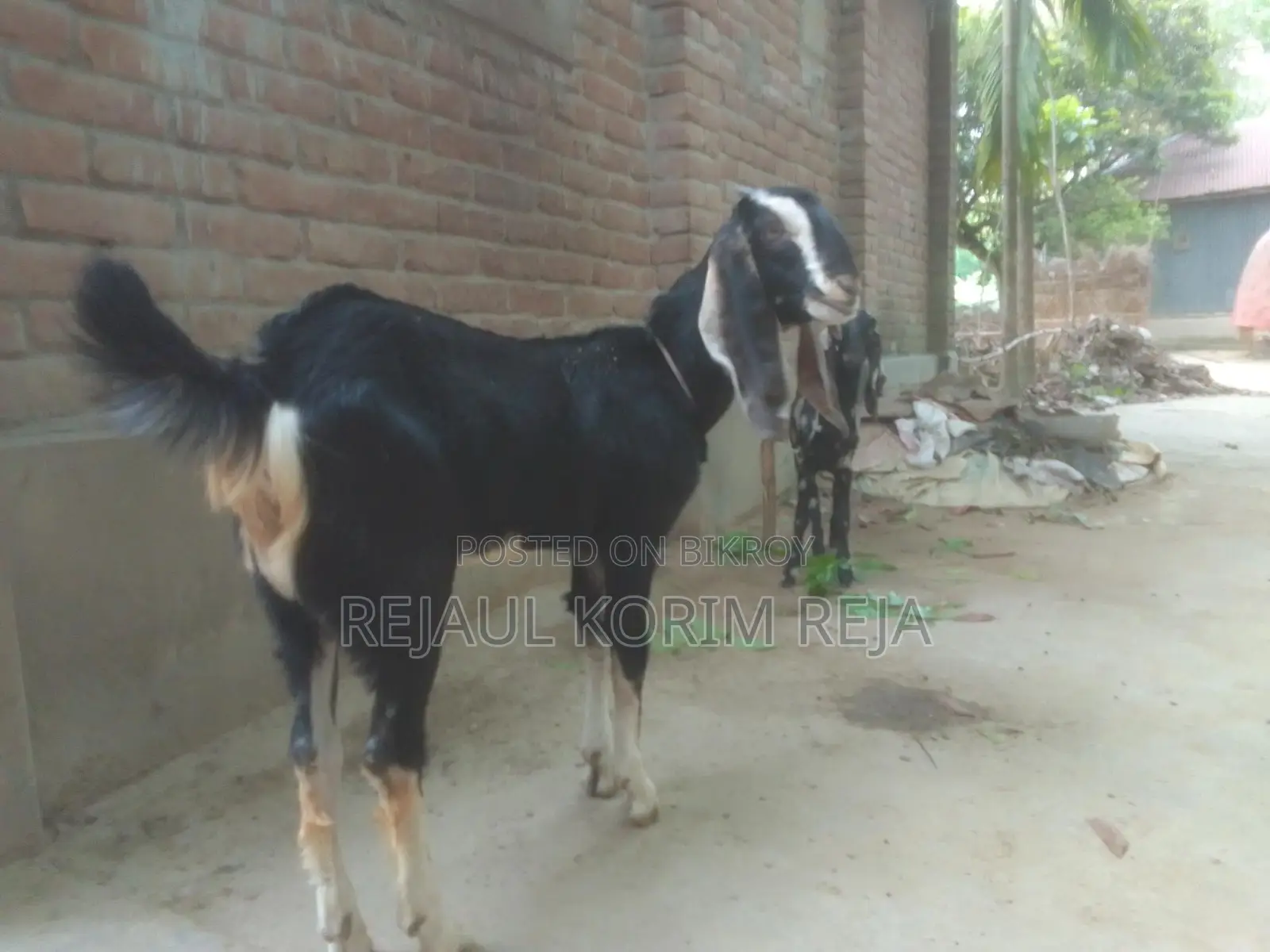 বড়৷ টা খাশি ছোট পাটি