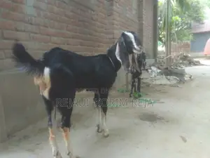 বড়৷ টা খাশি ছোট পাটি