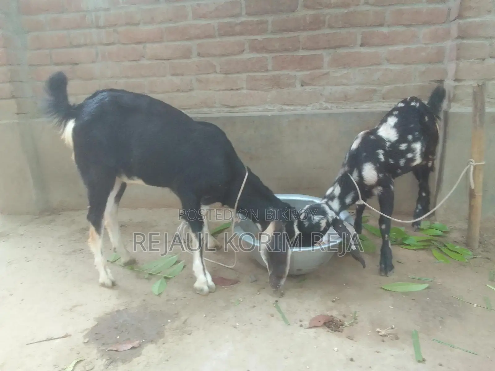 বড়৷ টা খাশি ছোট পাটি