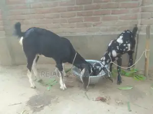 বড়৷ টা খাশি ছোট পাটি