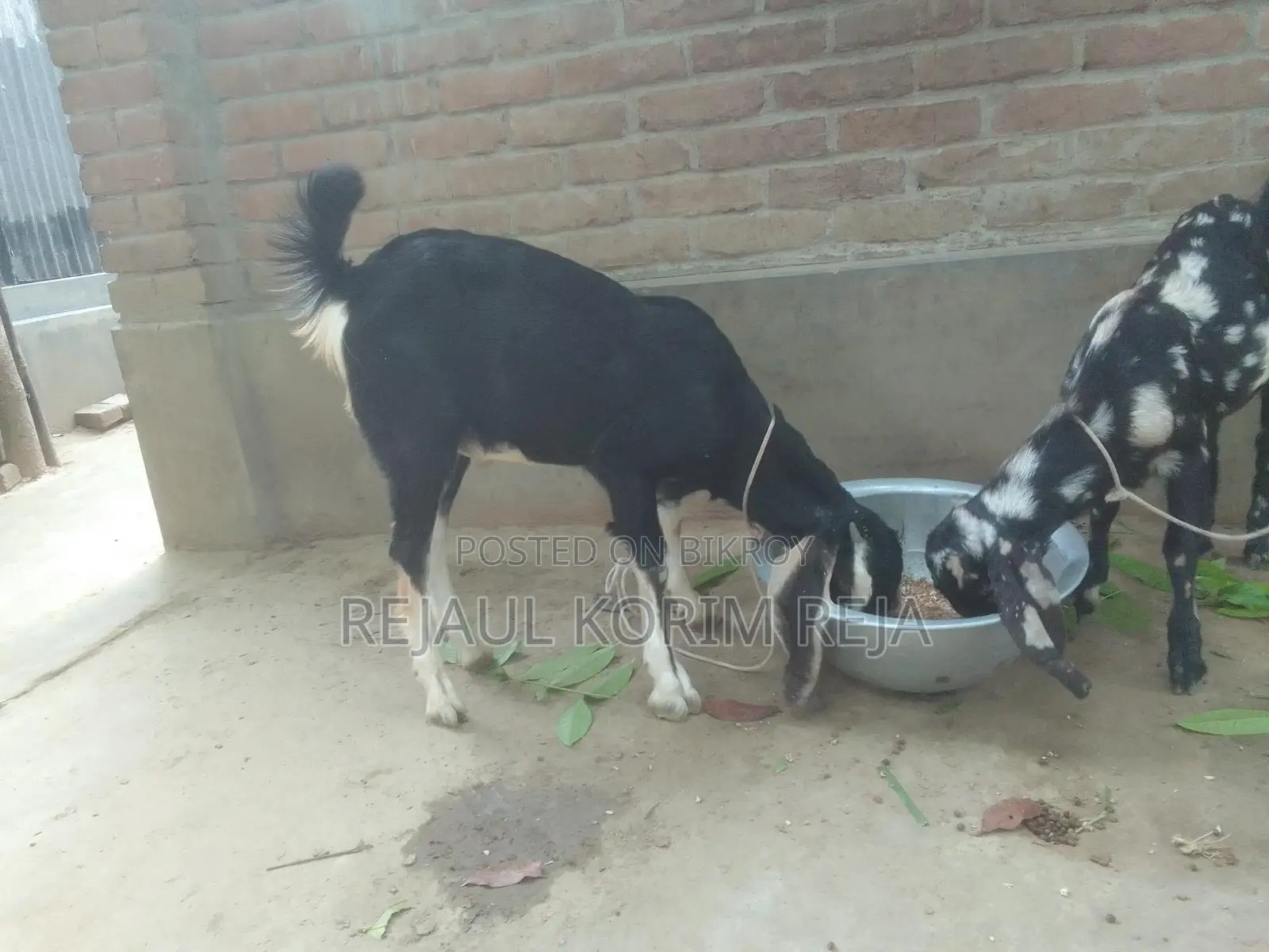 বড়৷ টা খাশি ছোট পাটি