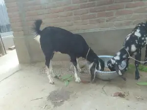 বড়৷ টা খাশি ছোট পাটি