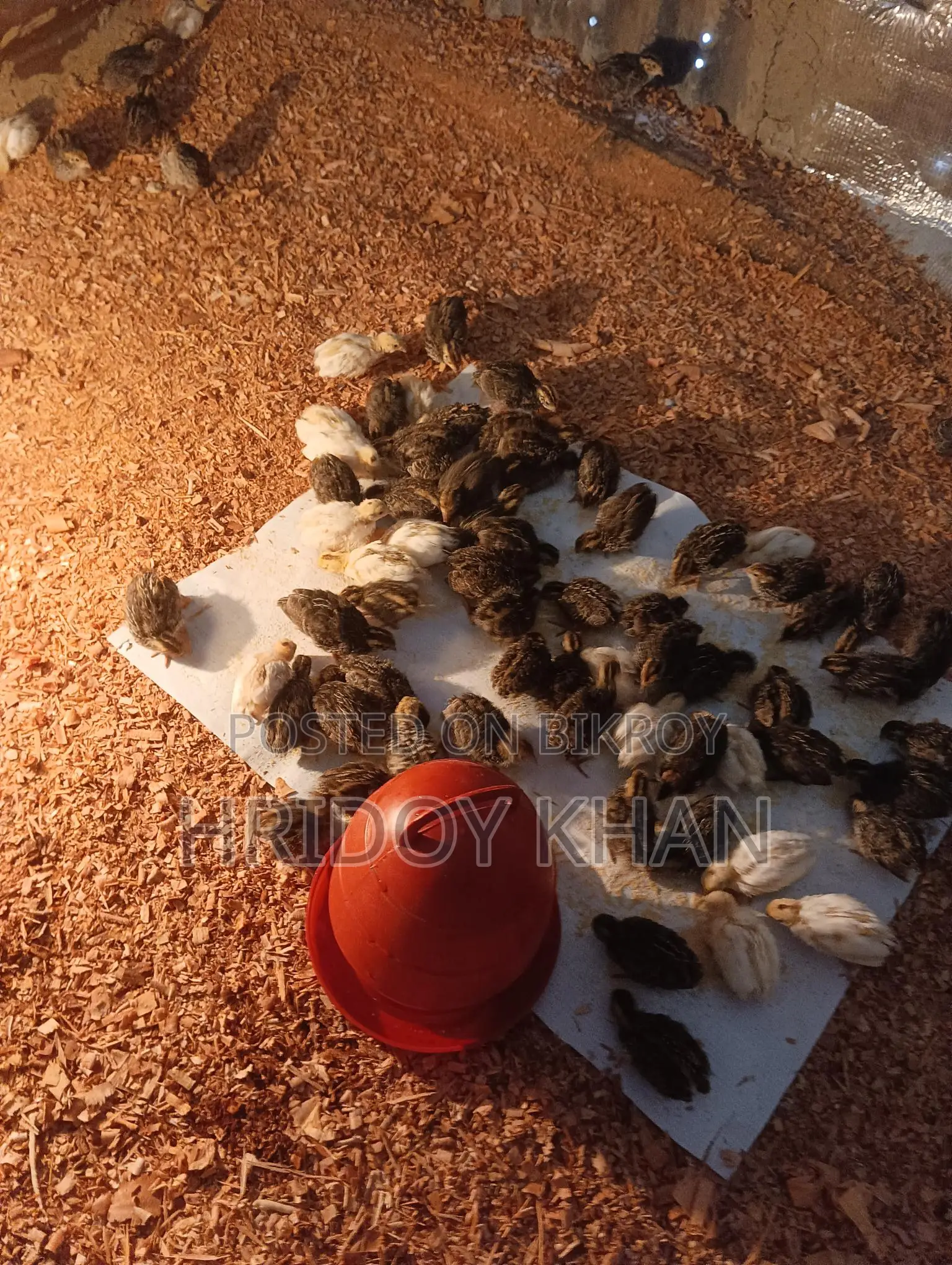 Quail Birds