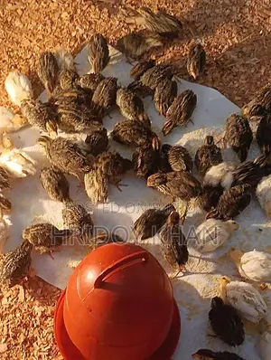 Quail Birds