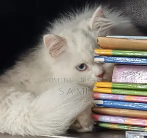 Urgent Sale – 2 Female Persian Kittens (Odd Eye + Black)