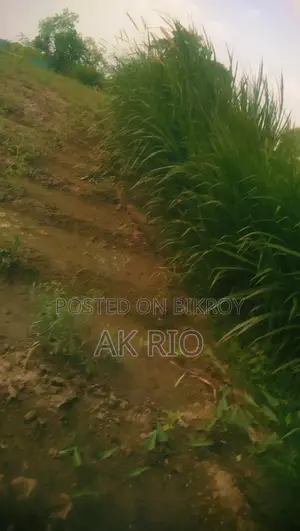 চাষের নরম ঘাস বিক্রি