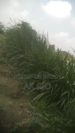 চাষের নরম ঘাস বিক্রি