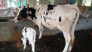 ১১৭৩নং গাভী গরু পোষার জন্য নিঃসন্ধেহে ভালো হবে।