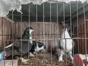 5 ta Siraji Kobutor Sell