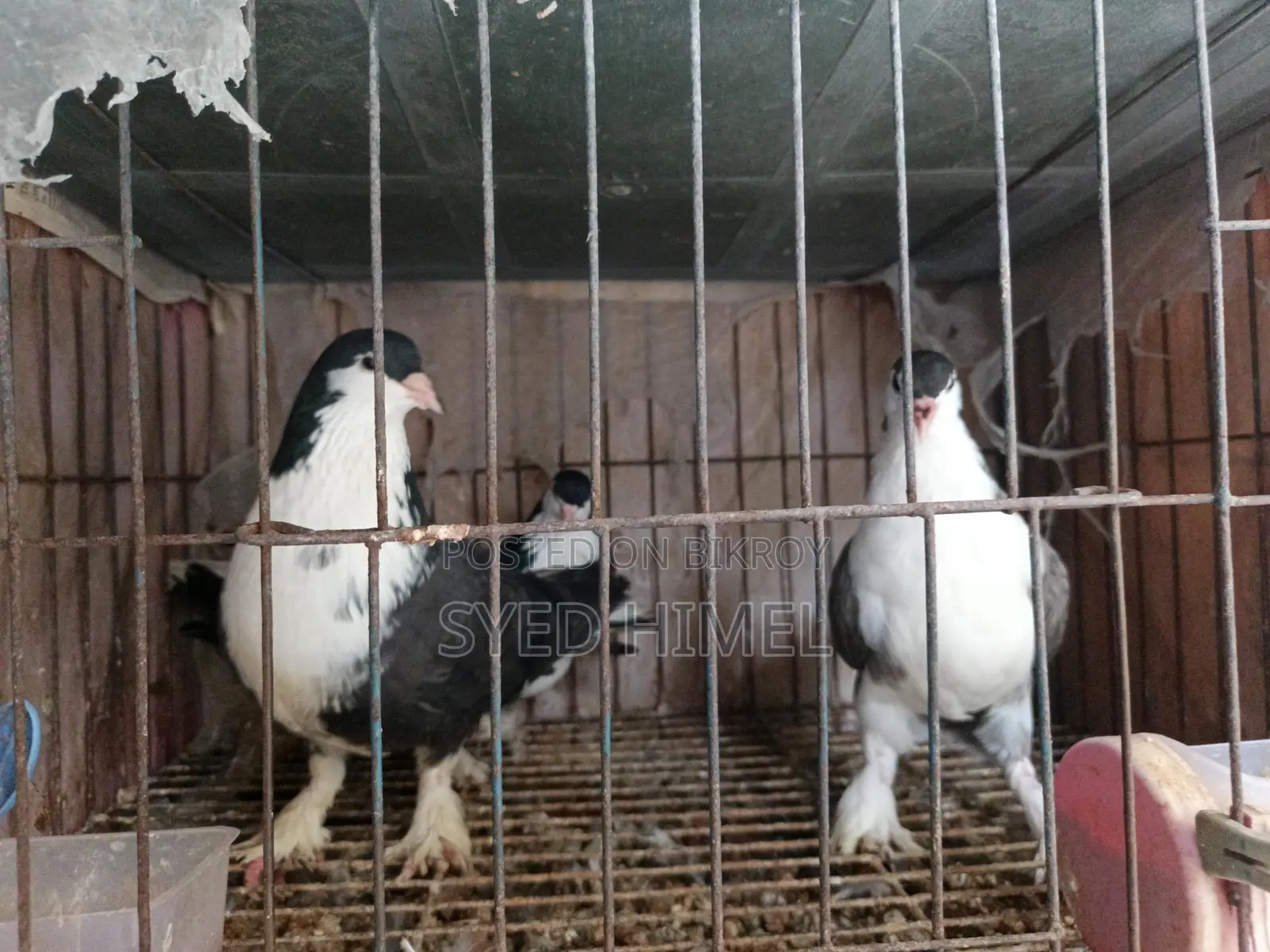 5 ta Siraji Kobutor Sell