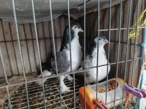 5 ta Siraji Kobutor Sell