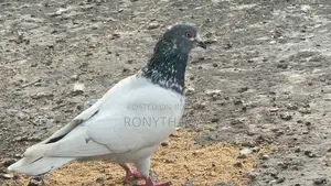 Running Giribaz Pigeon
