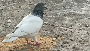 Running Giribaz Pigeon