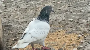 Running Giribaz Pigeon