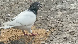 Running Giribaz Pigeon