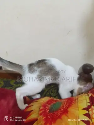 Cat Adoption