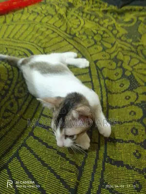 Cat Adoption